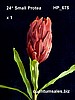 24" Small Protea x 1 ( $ 3.20 )